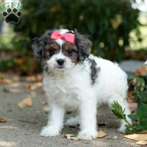 Sunshine, Cavapoo Puppy